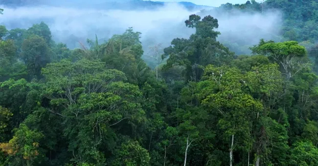 Can ecosystems malfunction?