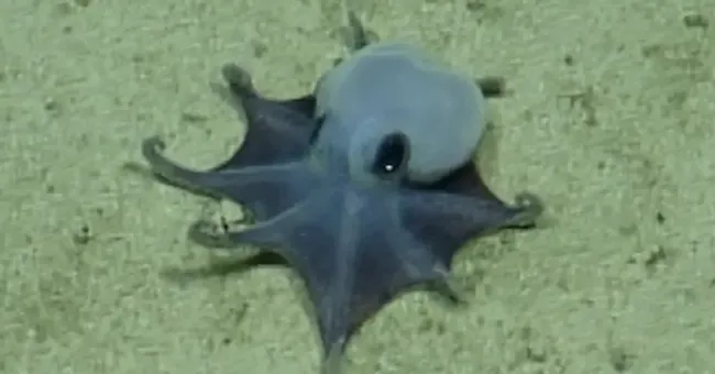 New species of blue octopus discovered 5,900 feet underwater