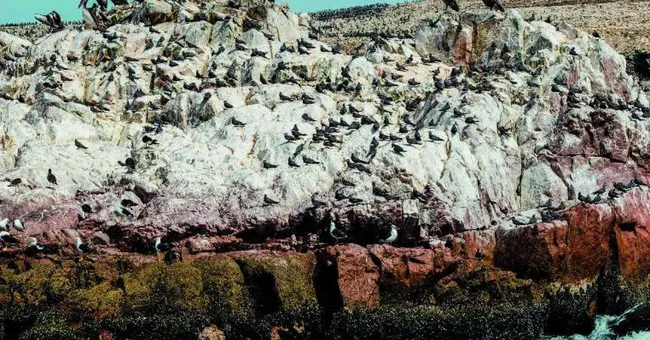 Les îles à guano, trésor du royaume chincha