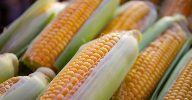 Europese Commissie staat invoer van 4 nieuwe GMO-gewassen toe