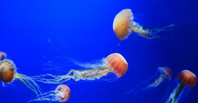 LIVRE. Les particularités étonnantes des mondes océaniques