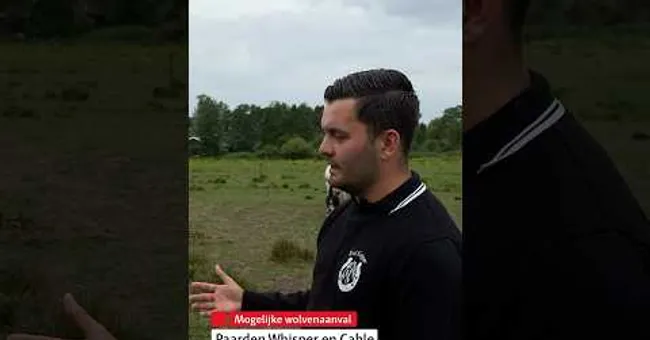 🐴Paarden gewond na mogelijke wolvenaanval #shorts