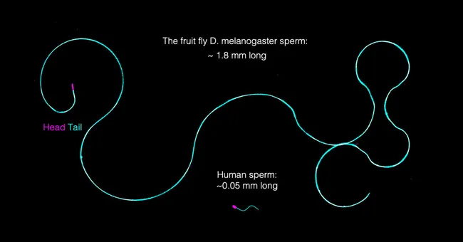 Fruit Fly Sperm Are Giant. How Do They Stay Untangled?