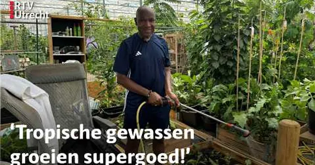 Surinaamse groenten groeien extra goed door de hitte | RTV Utrecht