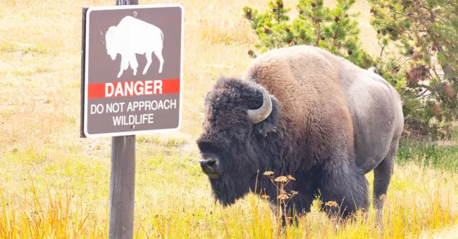 12-year-old injured by bison at Yellowstone National Park