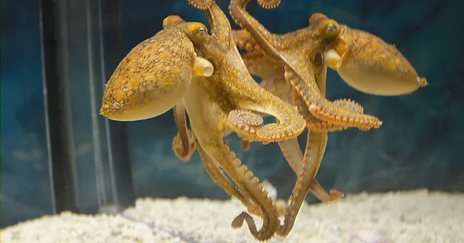 Crabs can’t hide from an octopus with a mirror