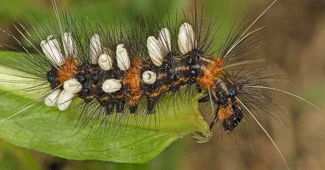 A whopping 14 million species of insects — or more — may roam Earth