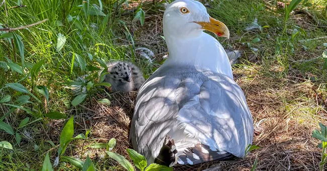Young gulls’ drab plumage may help them avoid adult attacks