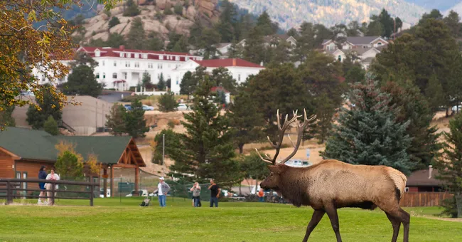 The animal behind most aggressive wildlife encounters may surprise you