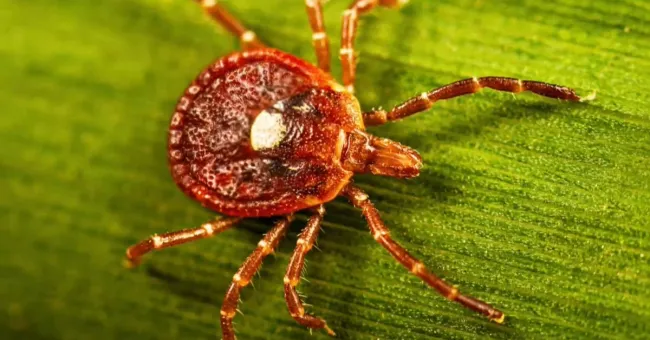 Why tick season is expected to be worse than normal