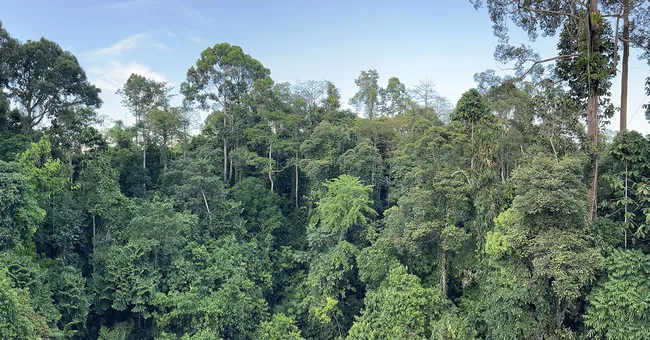 Giant trees have tricks to work around drought